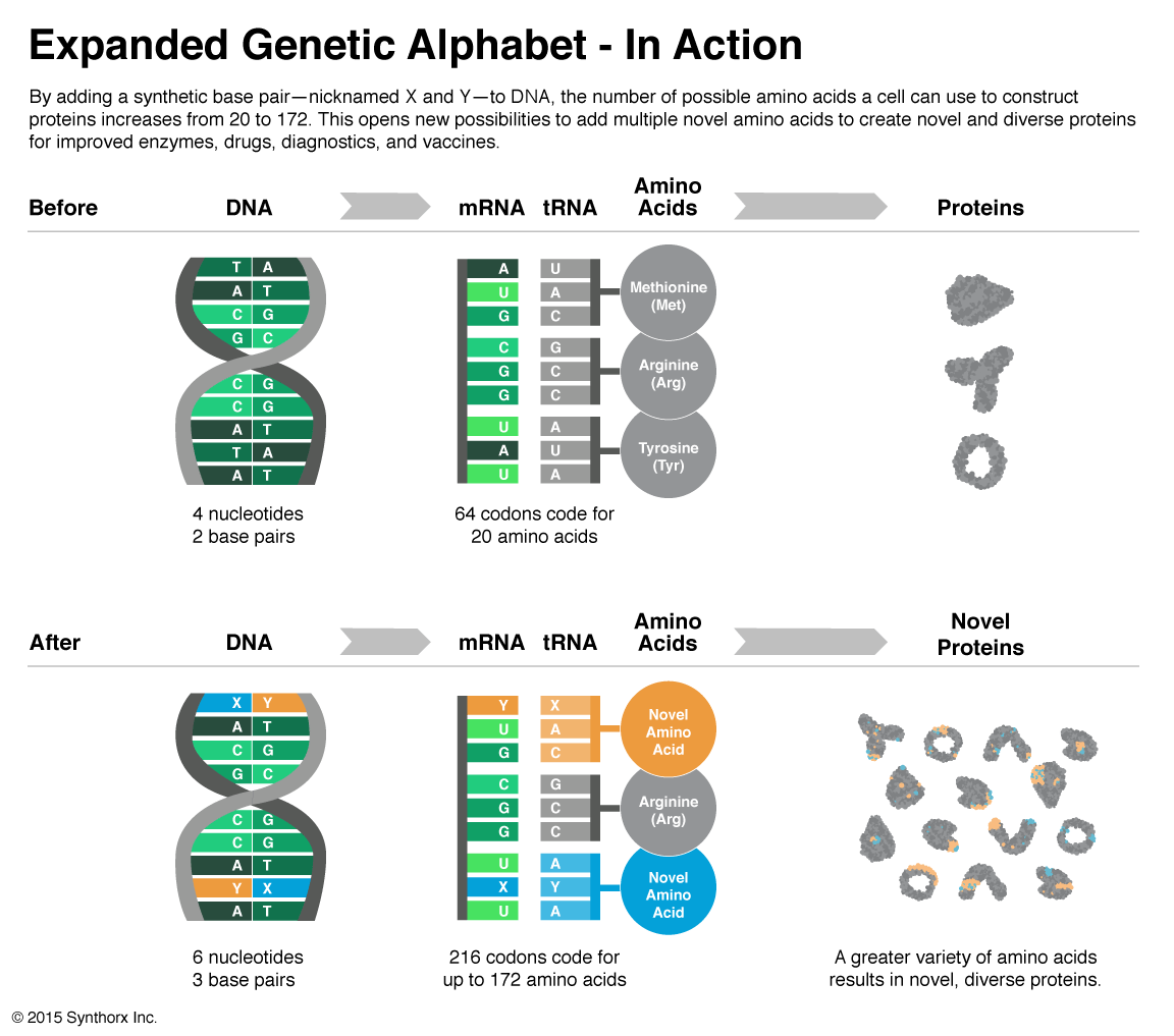 synthorx-DNA-X-Y-base-pairs