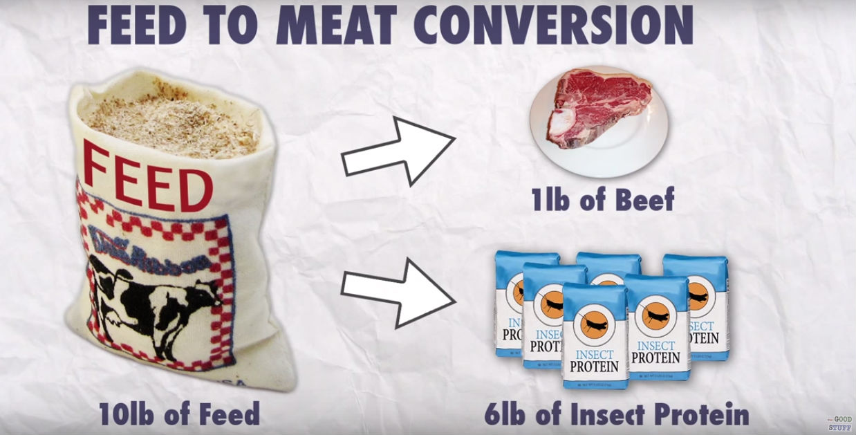 feed-to-meat-conversion-1-pound-beef-6lb-insect-protein-the-good-stuff