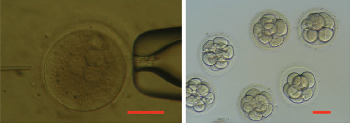 human-3PN-zygote human-development-8-16-cell-stage-in-vitro
