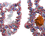 Self assembling nanocages deliver drugs targets dna