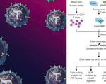 Scientists use crispr cas9 to successfully modify t cells to help fight diseases