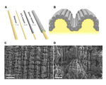 Carbon nanotube wire is able to stretch 14x its length advancing flexible electronics capabilities