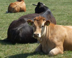 New molecule found can inhibit methane emissions from one of the bigger greenhouse gas producers... cows