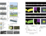 Implantable neural prosthetics just got an update biocompatible interfaces to replace silicon