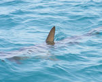 Hats off to ups for banning all future trade of shark fins per its consultation with the wwf