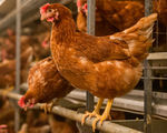 The largest egg buyer in the us announced they are going 100 percent cage free