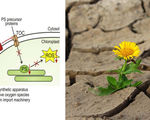 Genetic engineering enables scientists to create future plants that can better survive droughts