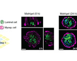 Dpac method enables lego like stacking of 3d printed dna to create organoids will further cancer and drug research