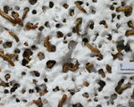 We now have a solution to our global styrofoam problem mealworms