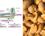 Peanut allergies could be a thing of the past if science is allowed to dictate the future