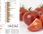 Researchers have created a new tomato that contains resveratrol one tomato is equivalent to about 50 bottles of red wine