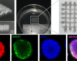 3d printed block embryonic stem cells could be used to build human tissue structures and micro organs