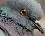 Researchers train pigeons to recognize cancer cells become as accurate as medical professionals