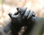 The chimps are free last 50 government animals to be released from testing to retire in a sanctuary