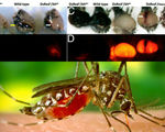 Geneticists designer mosquitoes created to destroy malaria are ready just need community for testing