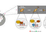 Researchers find single gene that controls brain cell development could augment it to combat diseases  etc.