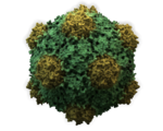 In situ vaccination of plant virus destroyed cancer tumors while triggering natural immune response