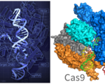 Crispr patent rights battle cal mit scientists heat up