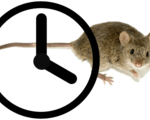 Lifespan mice extended 25 percent researchers working integrate humans