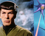 Researchers reattach severed neurons lasers remember spock's brain