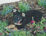 Miss murphy ann blue heeler dog puppy