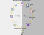 Researchers convert stem cell sperm fertilize egg successfully creating healthy offspring