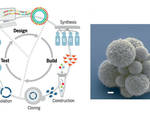 Synthetic bacteria created essential genes understand fundamentals life