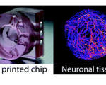 3d printed microfludic device hydrogel spheres enhances cell encapsulation technology