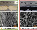 Mushroom and nanoparticle combo outperform components within standard lithium ion batteries