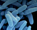 Synthetic biotics reprogrammed gut bacteria fight disease genetic disorders