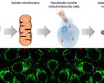 Laser powered nanoblade advances bioengineering perform surgery cellular level