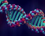 Genome project%e2%80%93write scientists create synthetic human genomes