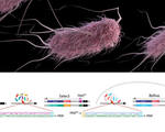 Scientists store 100 bytes data live bacteria crispr genetics e coli