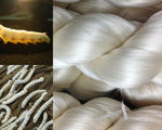 Genetically altered silk worms producing fabric tough kevlar flexible