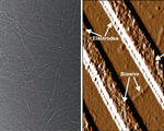 Genetically engineered bacteria fabricate bio nanowires future biodevices