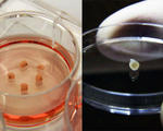 Mini brain organoids human stem cells researchers develop treatments brain diseases