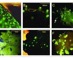 Genetic transformation breakthrough plant species modification