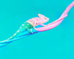 Pink blue lizard chameleon branch shutterstock 777835606 1068x601