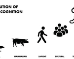 Evolution of moral cognition