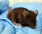 Rodents with part human brains pose a new challenge bioethics