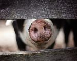 Cultured bacon be delicious a dutch startup is developing the first lab grown pork