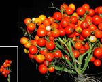 Scientists gene edited tomatoes to make them grow like grapes