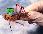 Cyborg grasshopper freethink webthumb 2400x1000