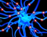 Nerve neuron cells