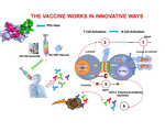 Pd 1 vaccine illustration